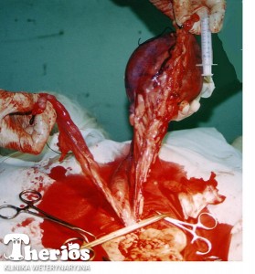 Zmieniona macica podczas zabiegu ovariohysterectomii.