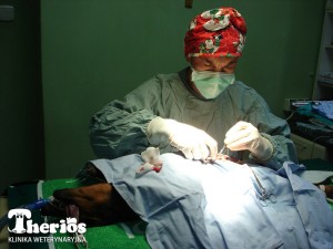 Dr Ingarden w czasie operacji 