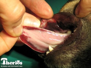 Wylewy krwawe na języku szczeniaka pogryzionego przez żmiję. 