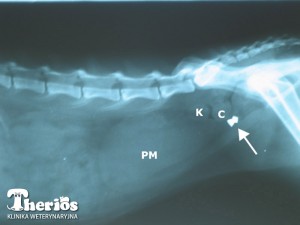 Zdjęcie RTG - w cewce moczowej widoczny śrut (strzałka). P - pęcherz moczowy, C - cewka moczowa, K - grudy kałowe.
