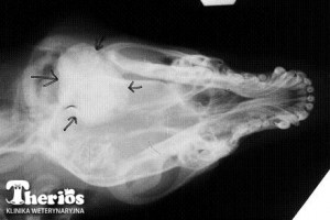 Zdjęcie RTG 6-miesięcznego West Highland White terriera z osteopatią czaszkowo-żuchwową (strzałkami zaznaczona zmiana proliferacyjna w obrębie stawu żuchwowego)