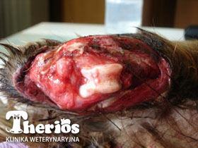 Wygląd rany po przywiezieniu do kliniki (widoczna chrząstka pokrywająca nasadę dalszą kości udowej)