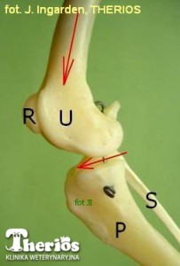 Staw kolanowy. U - kość udowa; R - rzepka; P - kość piszczelowa; S - kość strzałkowa