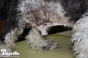 Fot. 1. Pies z guzem z komórek Sertoliego: przerost gruczołów sutkowych, powiększenie sutków, obwisły napletek, przerzedzenie włosa