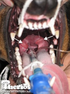 Przewlekłe zapalenie migdałków u 2-letniego psa. Strzałki wskazują na migdałki, literą R oznaczono rurke intubacyjną
