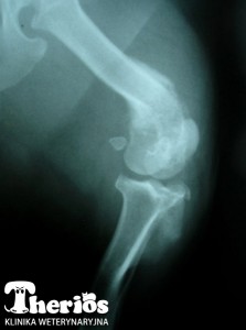 Zdjęcie rentgenowskie kostniakomięsaka kości udowej u 8-letniej suczki teriera szkockiego