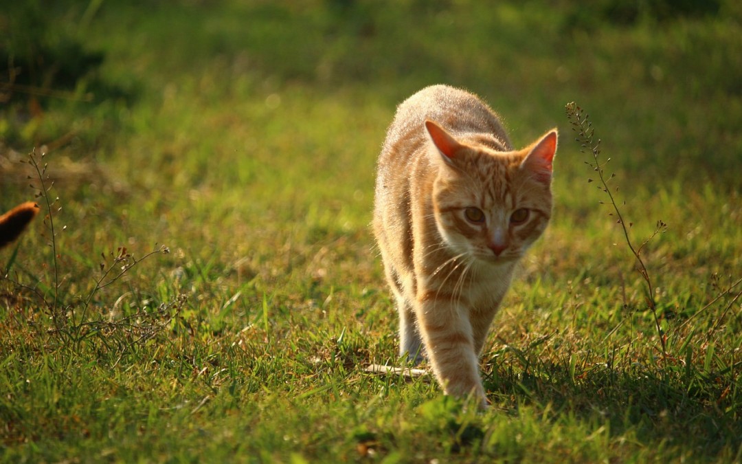 Koty wychodzące – czyli koty swobodnie przebywające na dworze