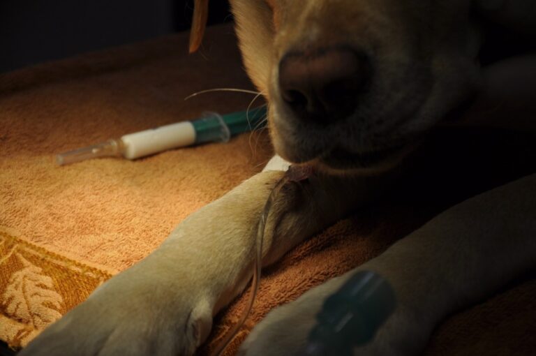 Badania przed zabiegami