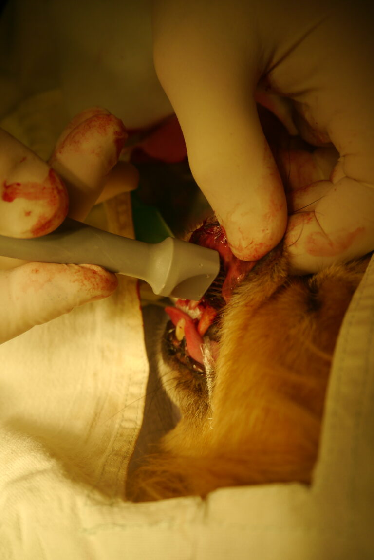 elektrochemioterapia