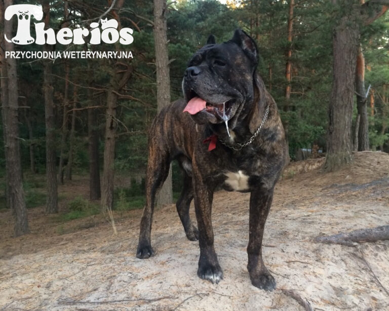 Cane Corso Italiano