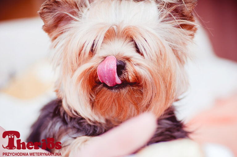 Yorkshire terrier