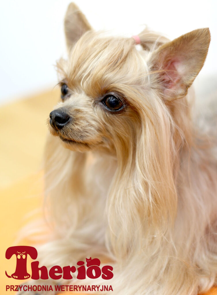 Yorkshire terrier