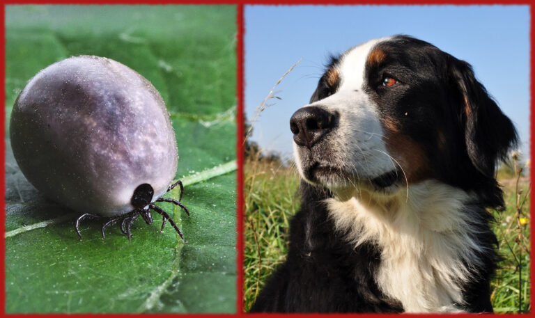 Berneńskie psy pasterskie