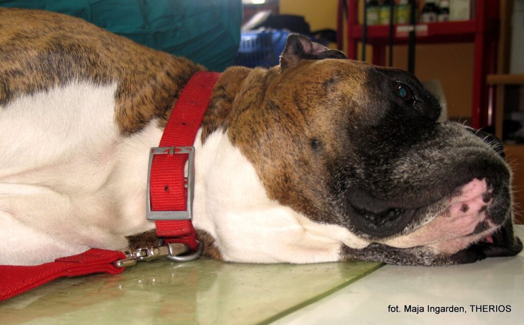 Chłoniak (lymphoma, lymphosarcoma)
