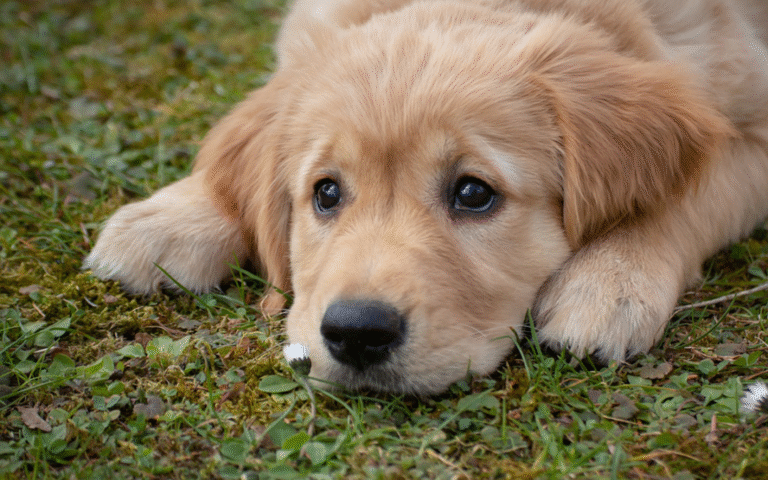 Pies Golden Retriver - przemieszczenie moczowodu