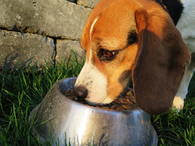 Beagle - tężyczka poporodowa u suk