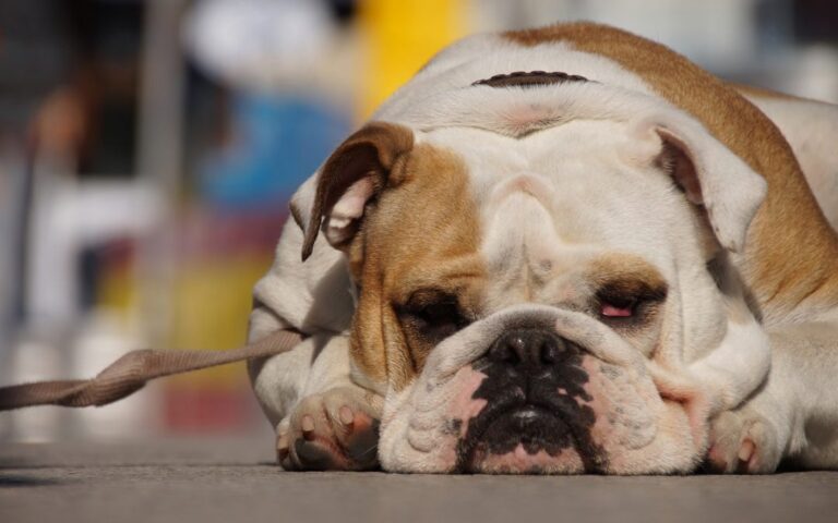Pies buldog
